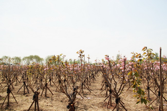 AG8Æì½¢Ìü¡¤(Öйú)¼¯ÍÅ